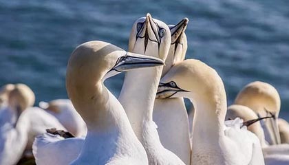 爱游戏正版-世界羽联超级系列赛印尼站，中国选手表现抢眼，印尼羽毛球世界冠军