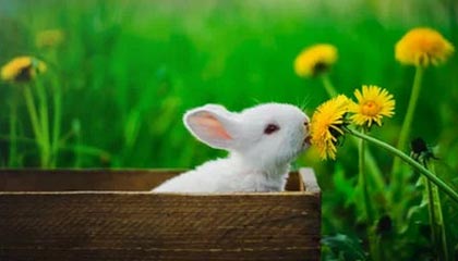 爱游戏正版-世界羽联超级系列赛印尼站，中国选手表现抢眼，印尼羽毛球世界冠军